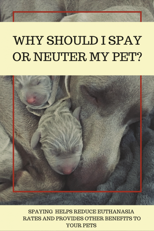 Weimeraner with puppies, why spay your pet?