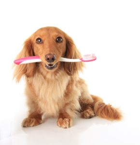 how to care for your dog's teeth - long-haired dascshund with toothbrush