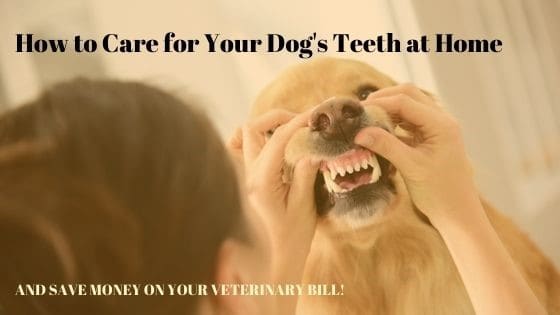 How To Care for Your Dog's Teeth