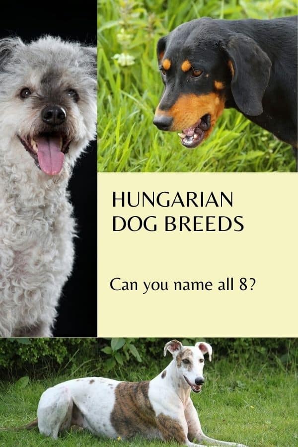 Learn about all 8 Hungarian Dog Breeds - Bred to Work, but they make great companions, too.