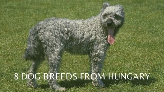 The Pumi - One of Eight Hungarian Dog Breeds