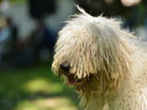 Hungarian Dog Breeds - Komondor