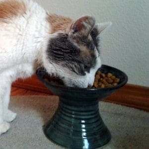 Brown and white cat eating from a pedestal bowl