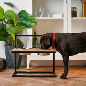 Elevated adjustable pet bowls with option for personalization