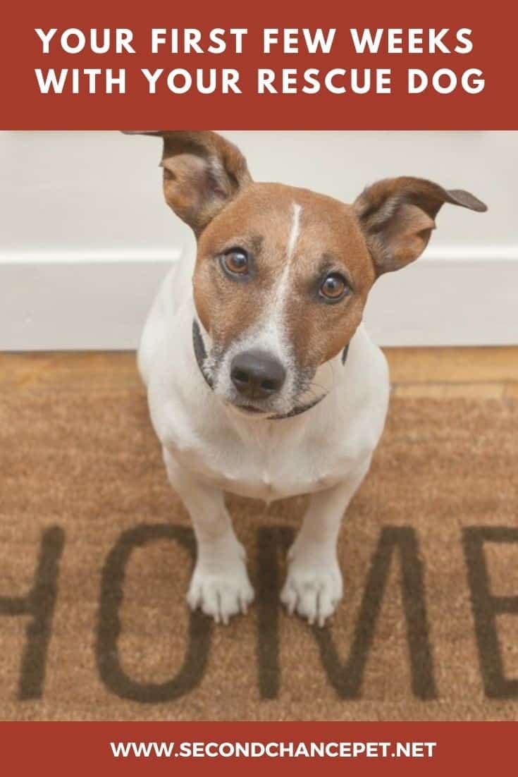 Jack Russell Sitting on a Welcome Mat