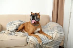 Bringing home a rescue dog - large brown dog on couch